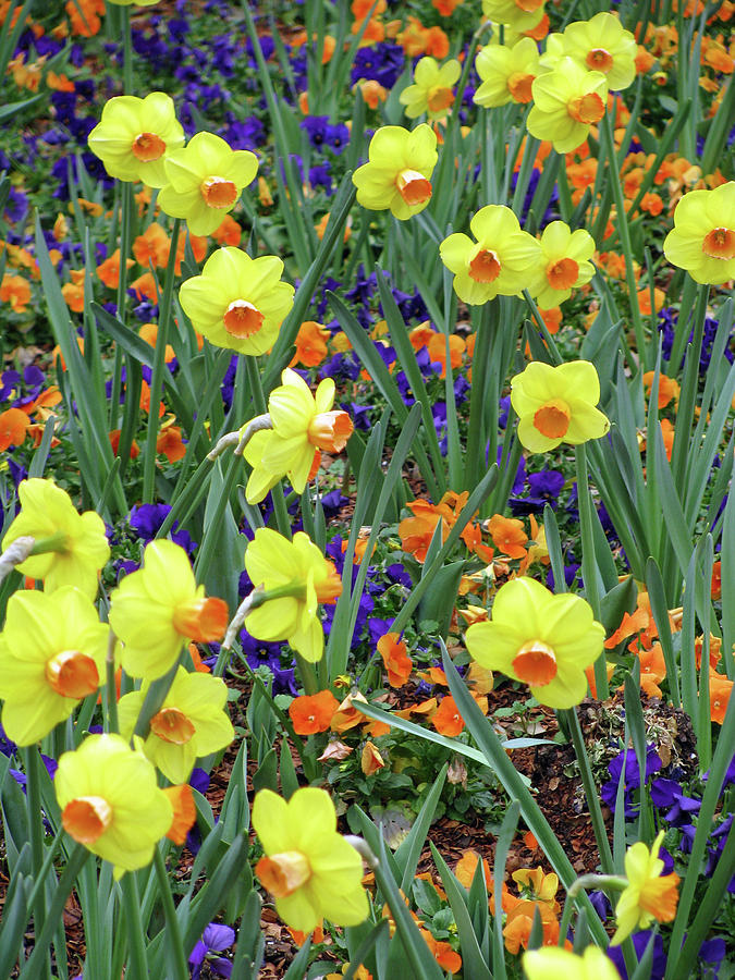Dallas Daffodils 61 Photograph by Pamela Critchlow