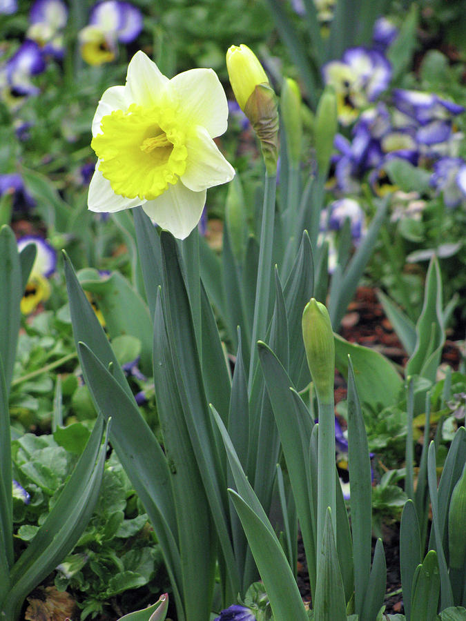 Dallas Daffodils 63 Photograph by Pamela Critchlow