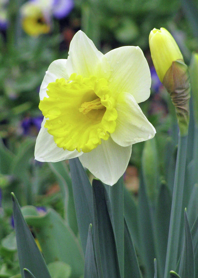 Dallas Daffodils 64 Photograph by Pamela Critchlow