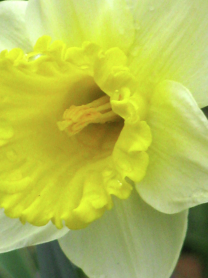 Dallas Daffodils 65 Photograph by Pamela Critchlow
