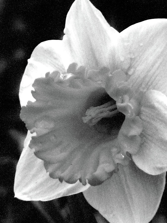 Dallas Daffodils 66 Photograph by Pamela Critchlow