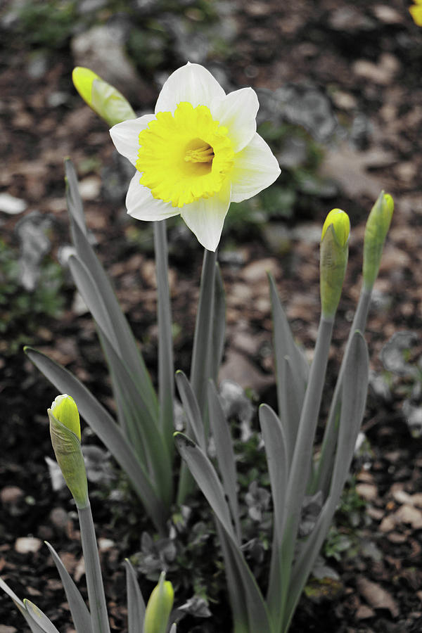 Dallas Daffodils 69 Photograph by Pamela Critchlow