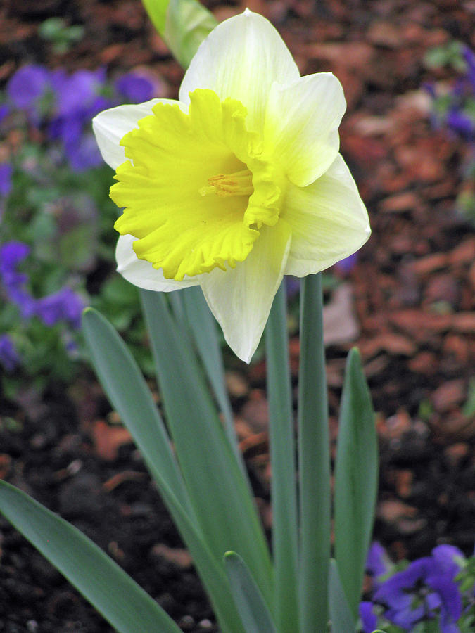 Dallas Daffodils 71 Photograph by Pamela Critchlow