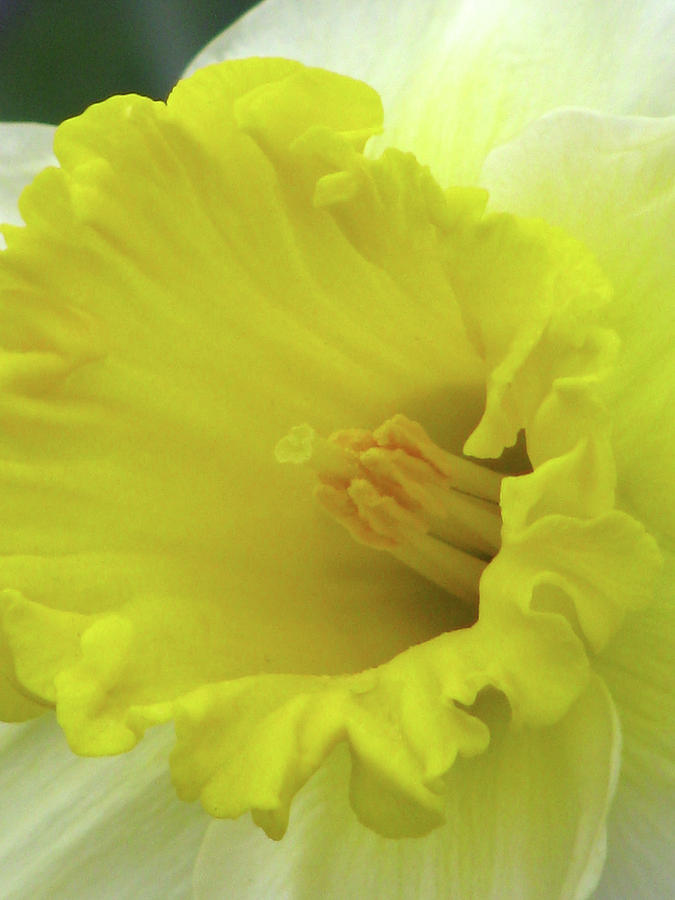 Dallas Daffodils 73 Photograph by Pamela Critchlow