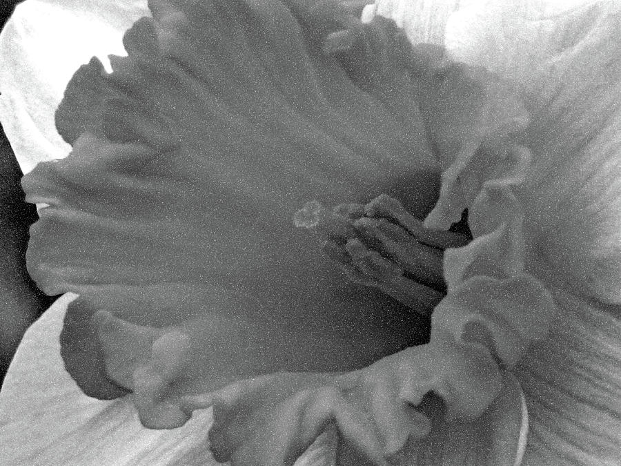 Dallas Daffodils 74 Photograph by Pamela Critchlow
