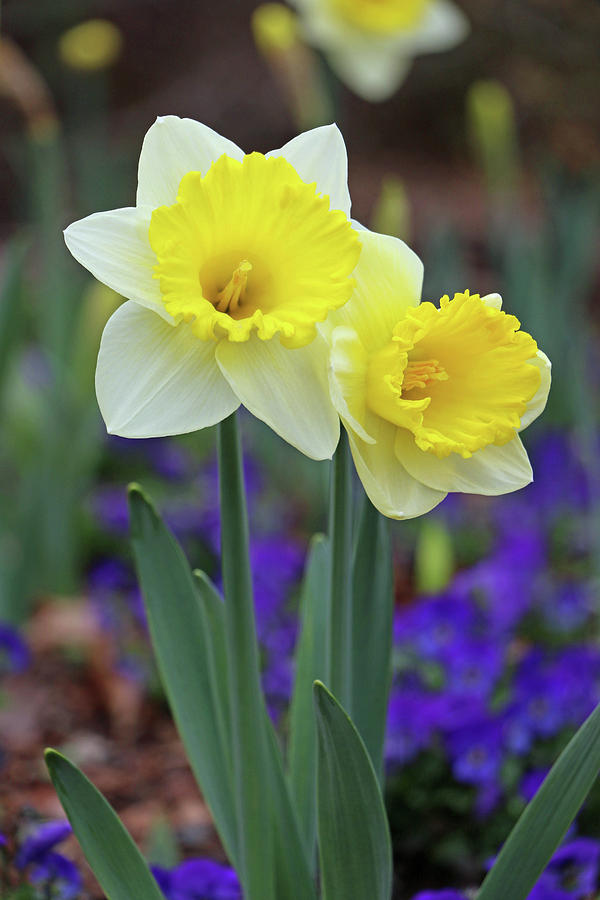 Dallas Daffodils 76 Photograph by Pamela Critchlow