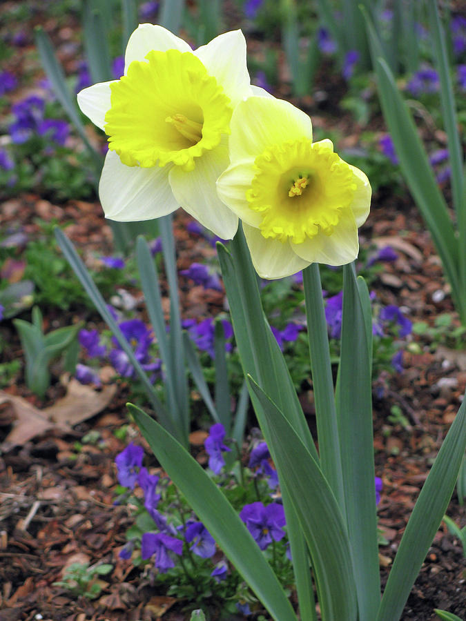 Dallas Daffodils 78 Photograph by Pamela Critchlow