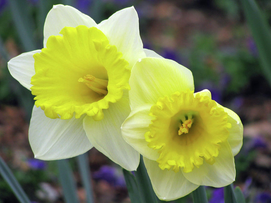 Dallas Daffodils 79 Photograph by Pamela Critchlow