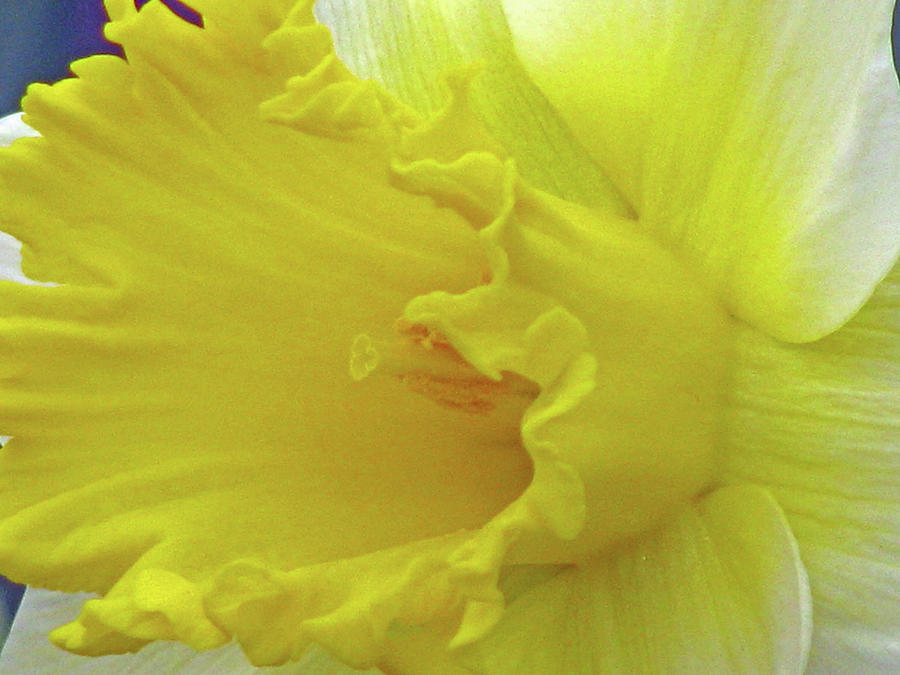 Dallas Daffodils 81 Photograph by Pamela Critchlow