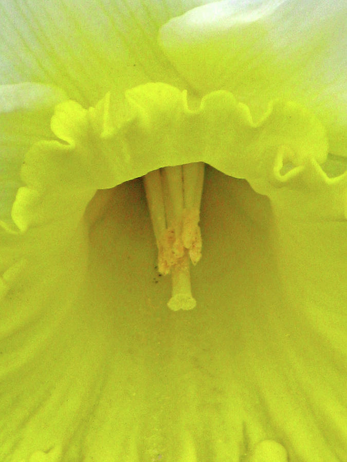 Dallas Daffodils 82 Photograph by Pamela Critchlow
