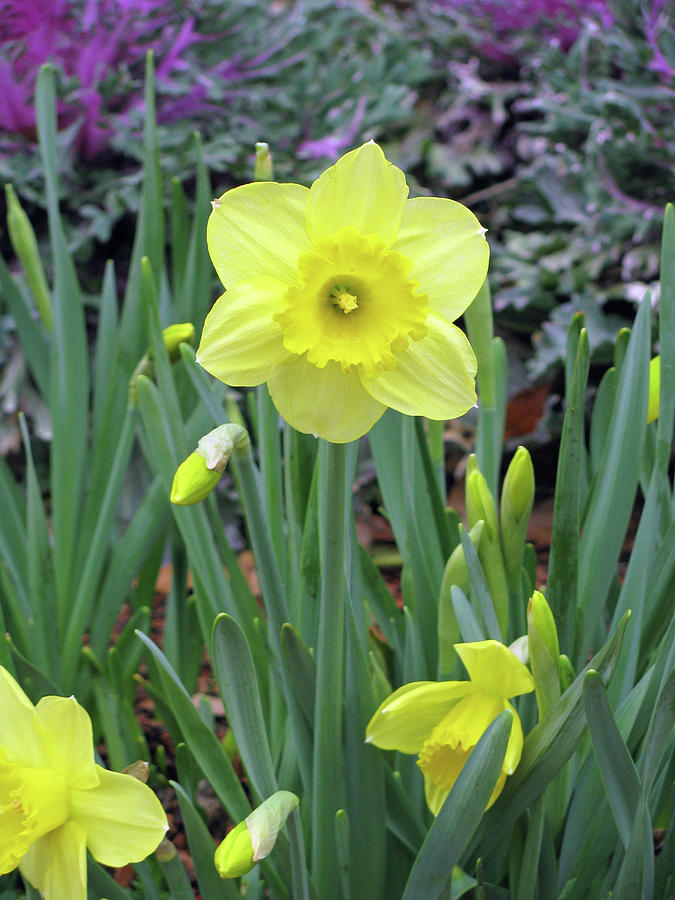 Dallas Daffodils 83 Photograph by Pamela Critchlow