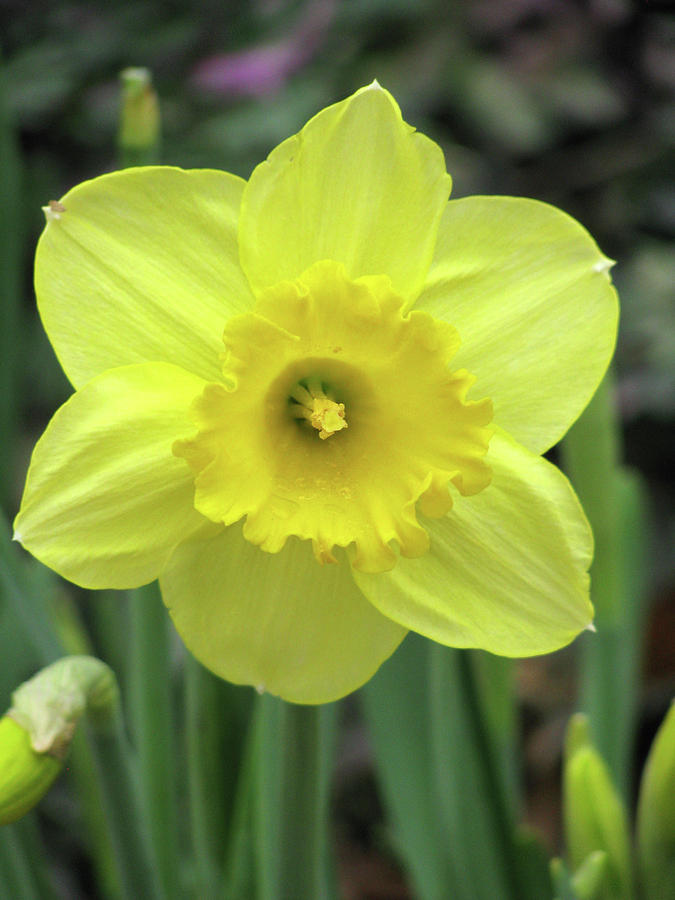 Dallas Daffodils 84 Photograph by Pamela Critchlow