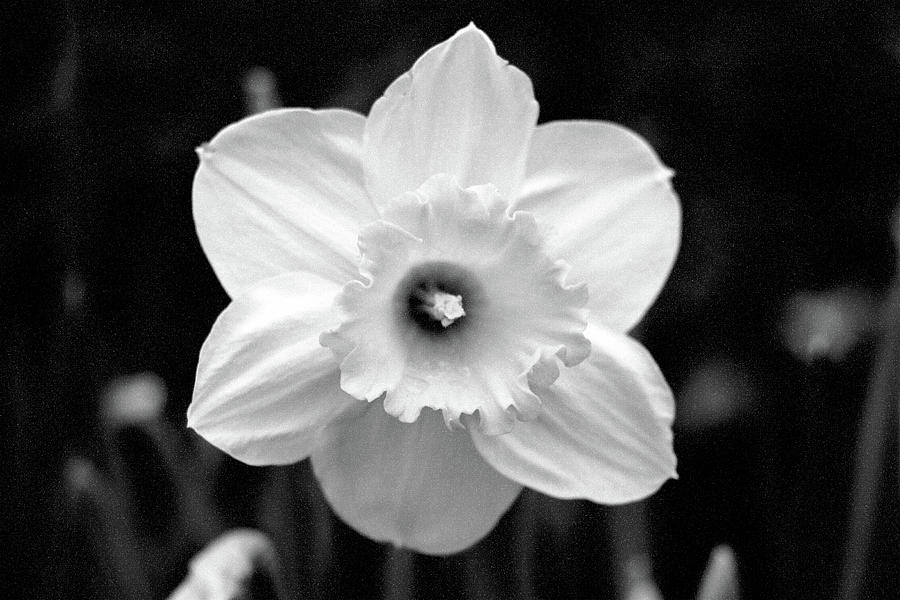 Dallas Daffodils 86 Photograph by Pamela Critchlow