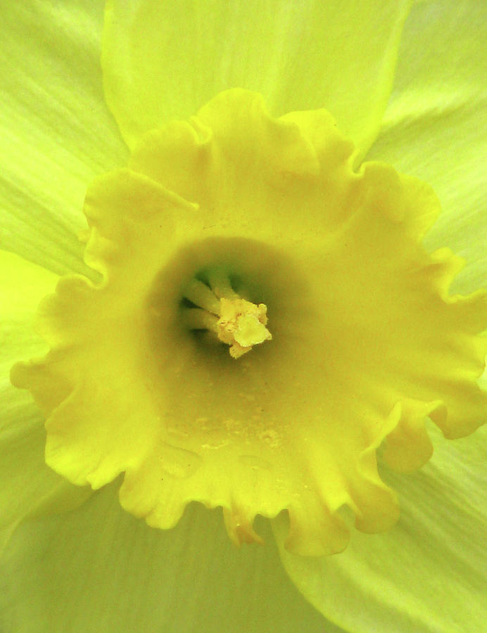Flower Photograph - Dallas Daffodils 87 by Pamela Critchlow