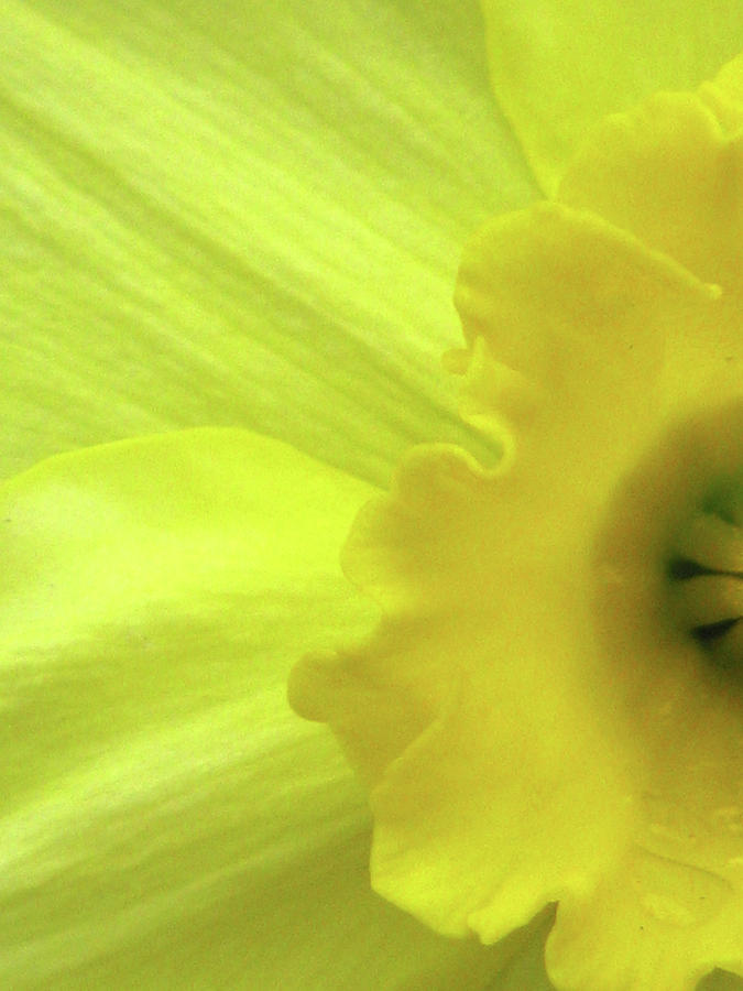 Dallas Daffodils 89 Photograph by Pamela Critchlow