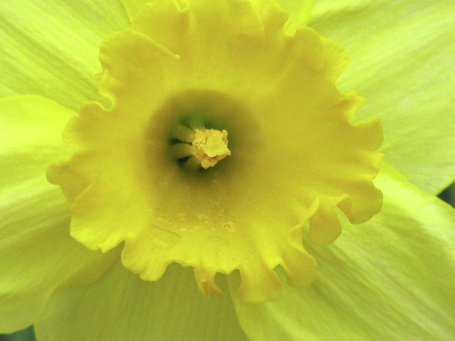 Dallas Daffodils 90 Photograph by Pamela Critchlow