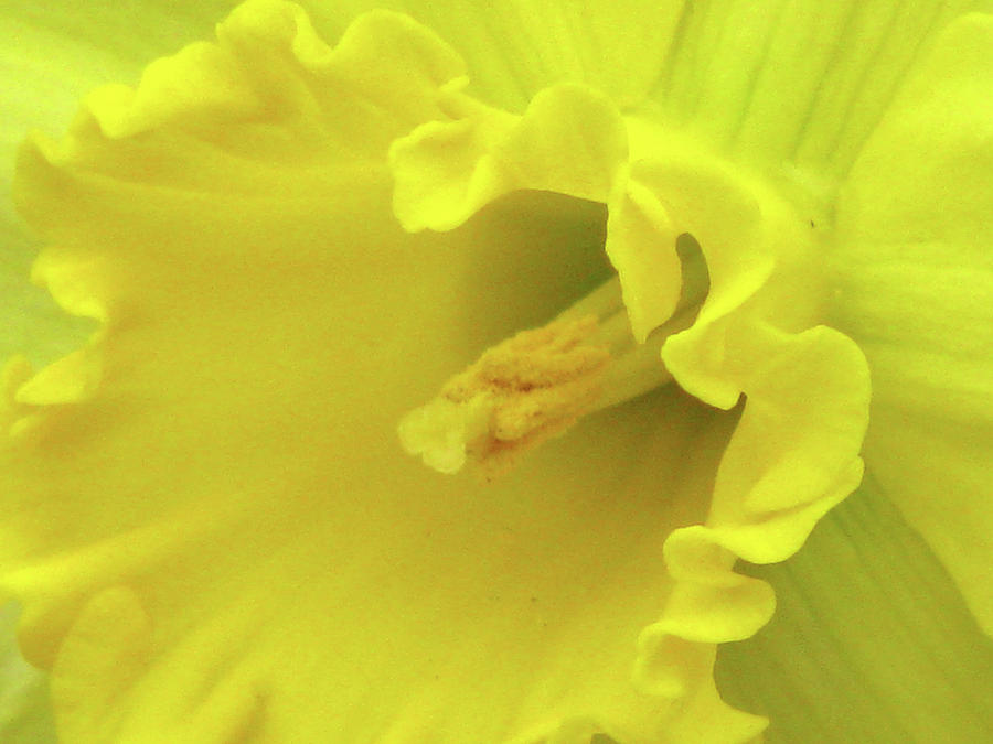 Dallas Daffodils 91 Photograph by Pamela Critchlow