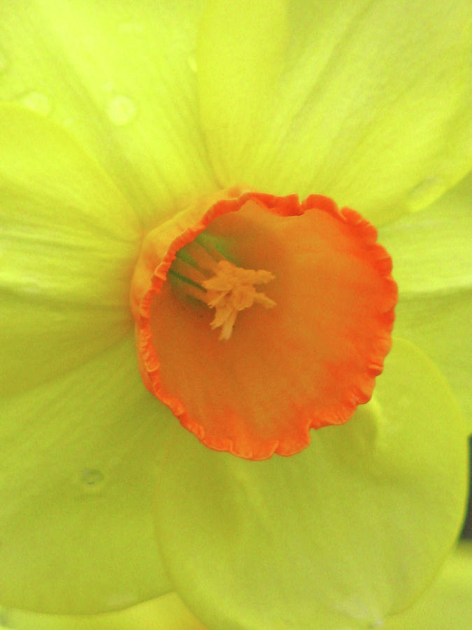 Dallas Daffodils 95 Photograph by Pamela Critchlow