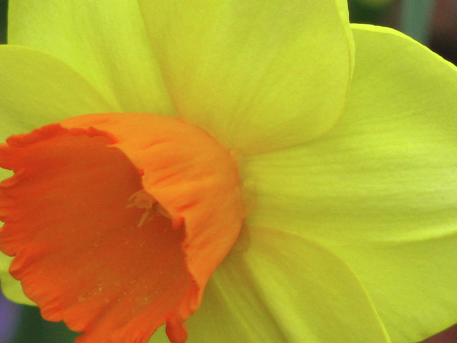 Dallas Daffodils 98 Photograph by Pamela Critchlow