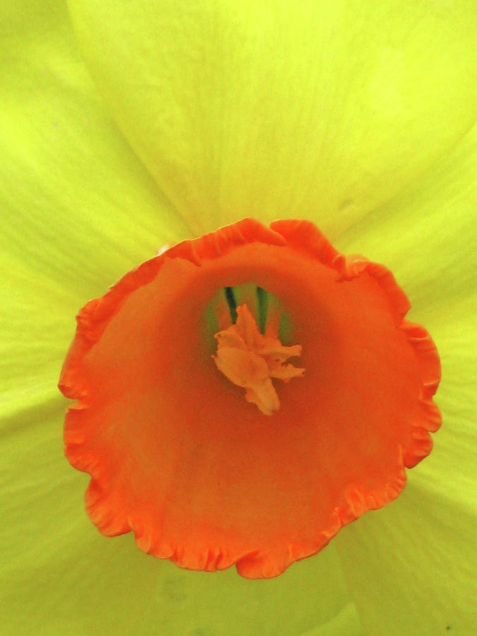 Dallas Daffodils 99 Photograph by Pamela Critchlow
