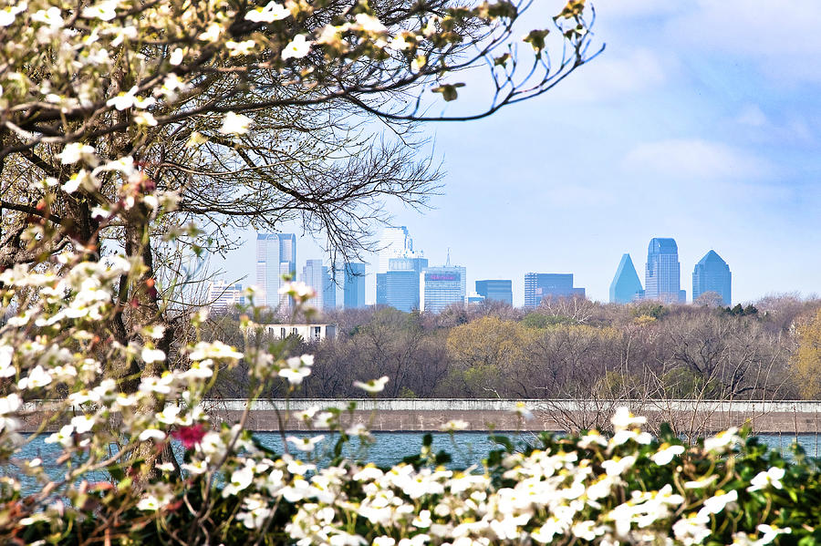 Dallas Through The Dogwood Flowers Photograph by Tamyra Ayles