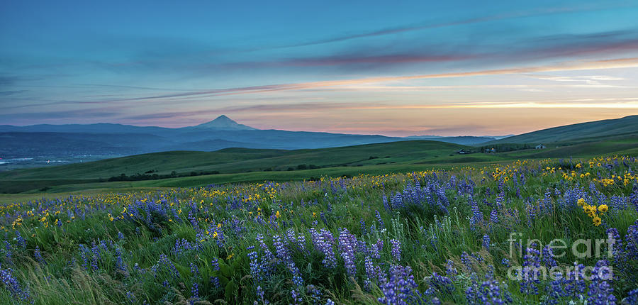 Dalles Ranch Wildflower Meadows Sunset Photograph by Mike Reid