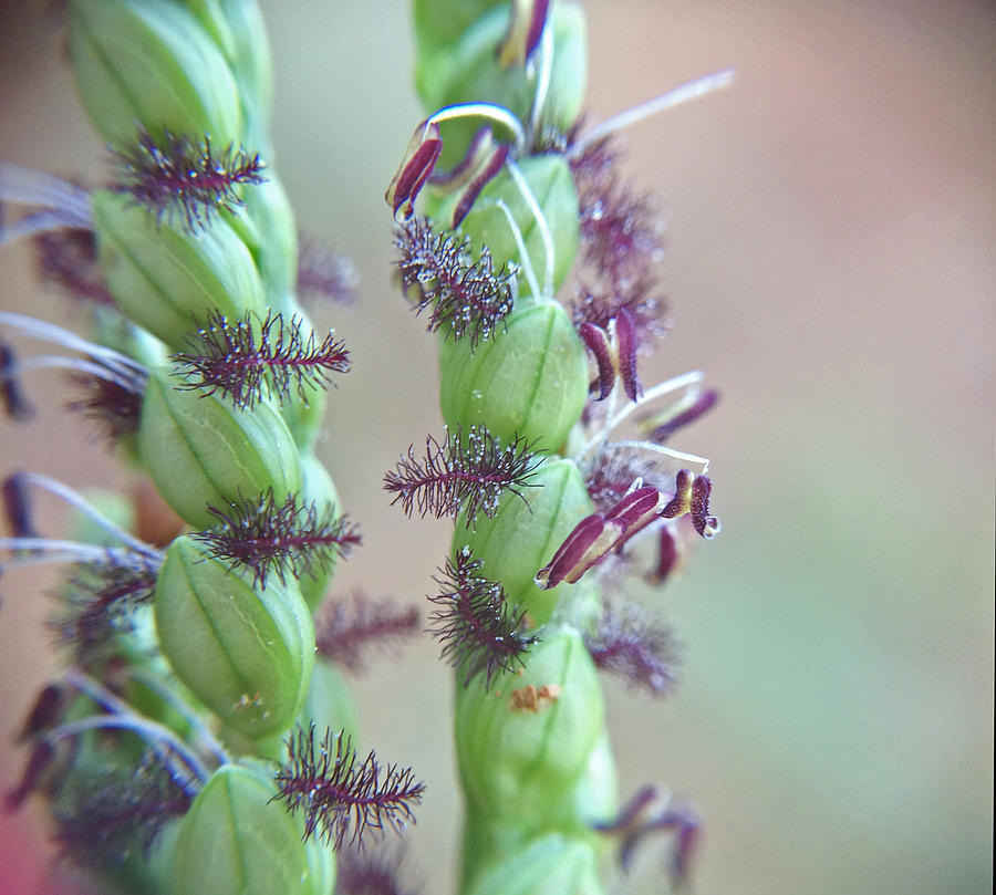 Dallisgrass Flowering Seed Head Macro Photograph By Robyn Stacey Fine   Dallisgrass Flowering Seed Head Macro Robyn Stacey 