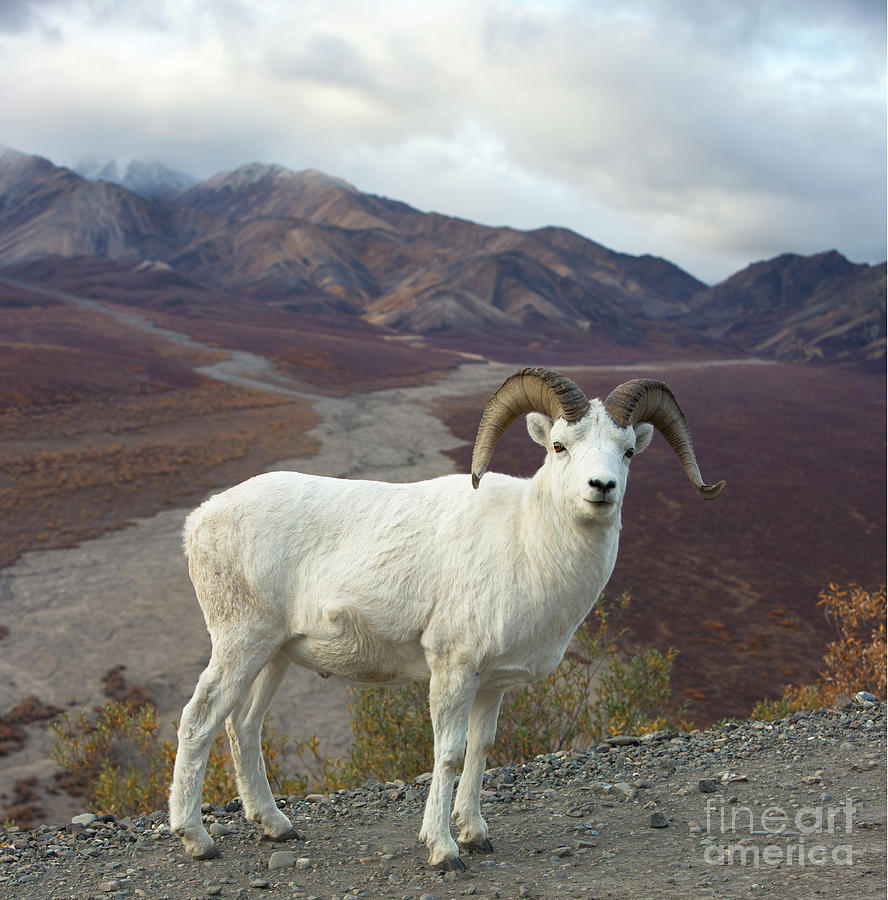Dalls Sheep in Denali Photograph by Yva Momatiuk John Eastcott