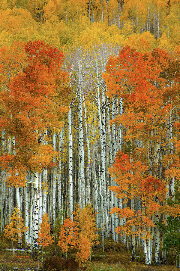 Dalmatian Autumn Photograph by Bill Sherrell - Fine Art America