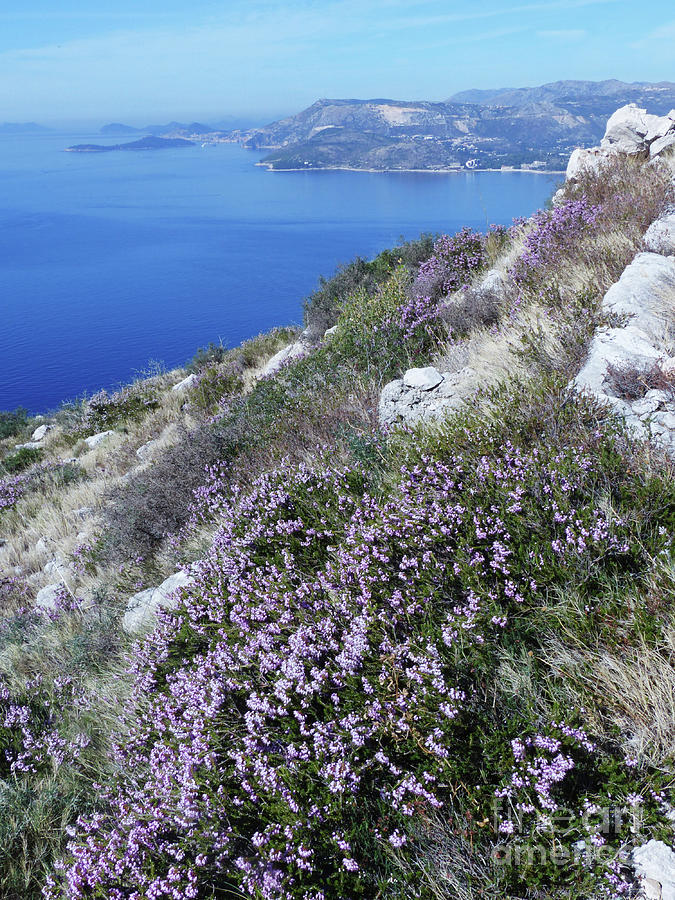 Dalmatian Coast - Cavtat to Dubrovnik Photograph by Phil Banks