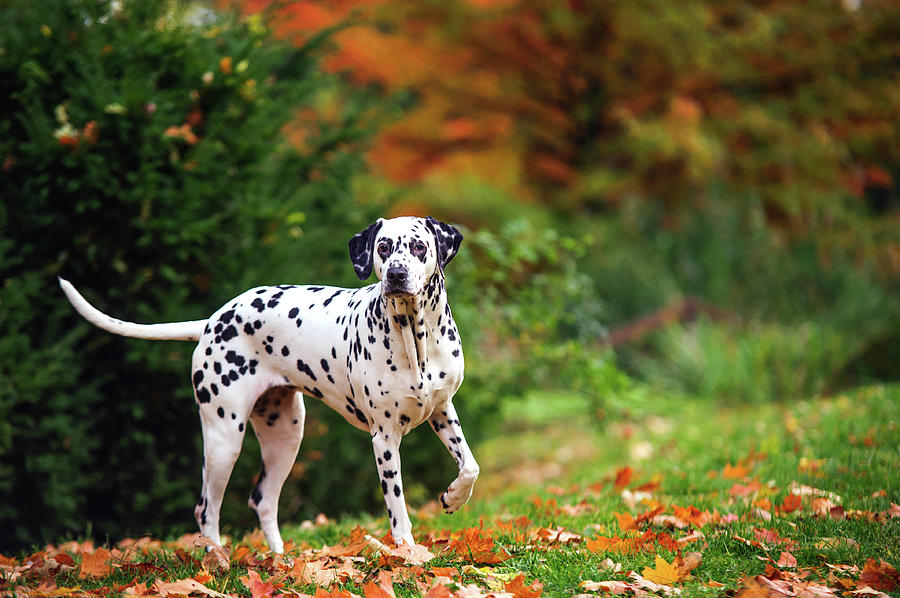 Dalmatian Dog in Autumn Woods Photograph by Jenny Rainbow