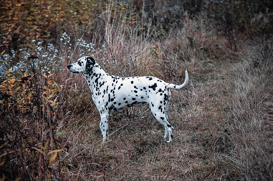 Dalmatian Dog in the Autumnal Grass Photograph by Jenny Rainbow