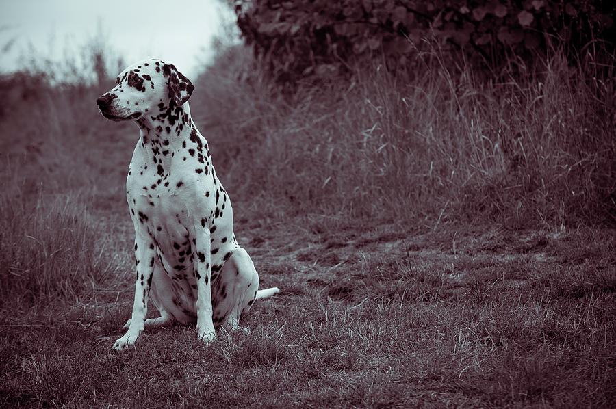Dalmatian Dog in the Autumnal  Woods Photograph by Jenny Rainbow