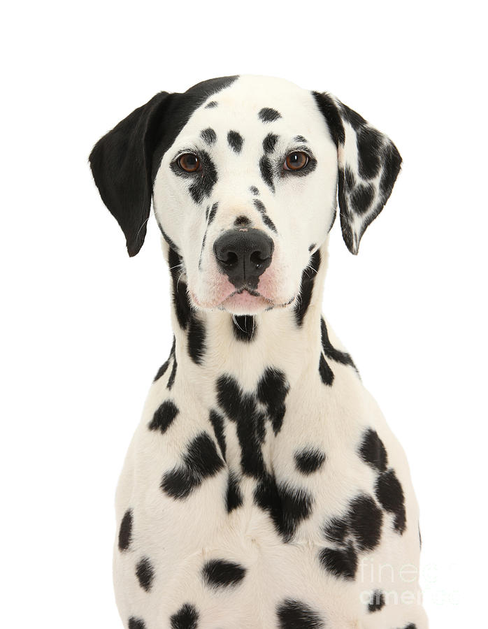 Dalmatian dog portrait Photograph by Warren Photographic