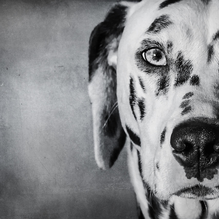 Dalmatian Dog Portrait Photograph By Wolf Shadow Photography