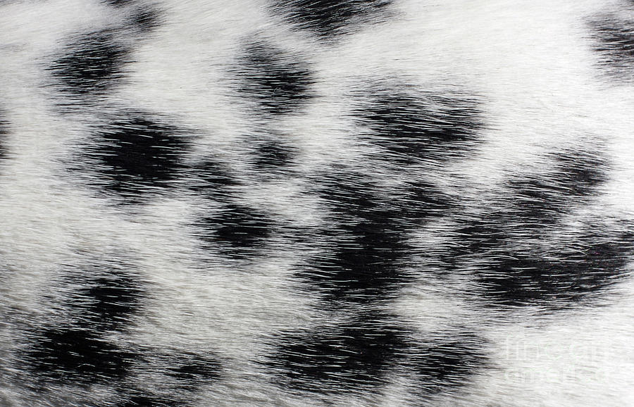 Dalmatian Fur Photograph by Bruce Block