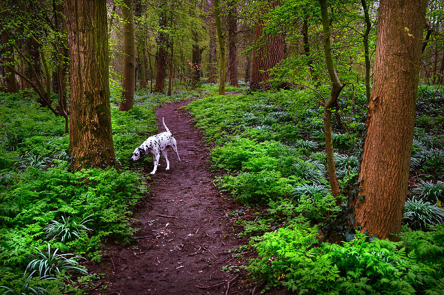 Tree Photograph - Dalmatian In the Spring Woods by Jenny Rainbow