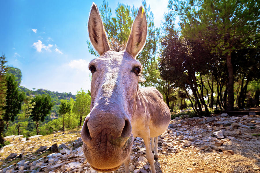 Dalmatian island donkey in nature Photograph by Brch Photography