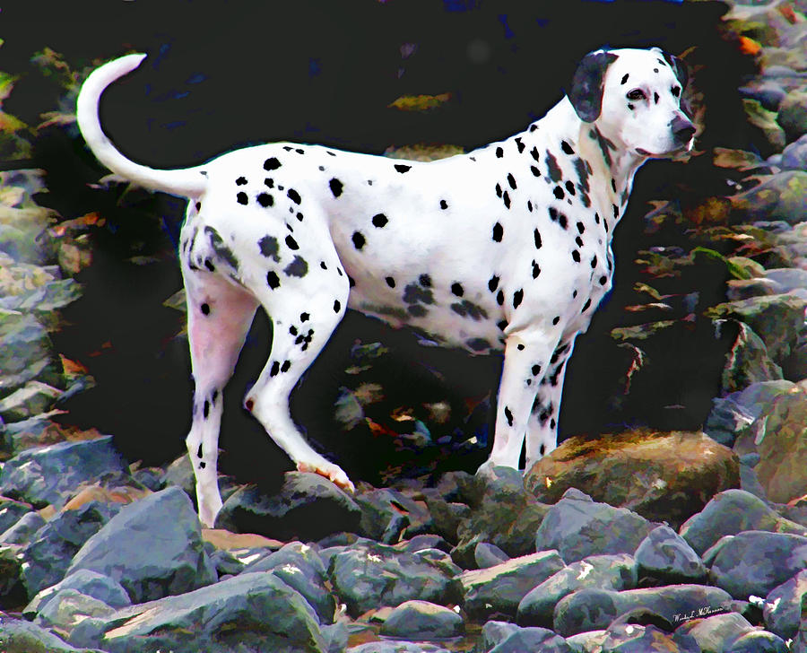 Dalmatian on the Rocks Photograph by Wendy McKennon