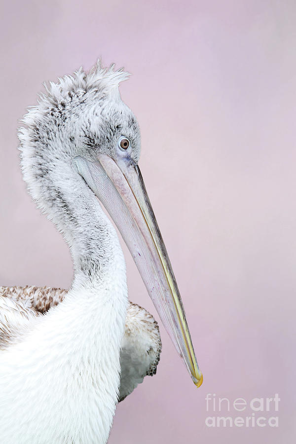 Dalmatian Pelican V2 by Judy Whitton Dalmatian Pelican V2 by Judy Whitton