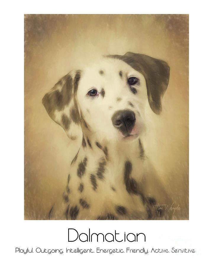 Dalmatian Poster Digital Art by Tim Wemple