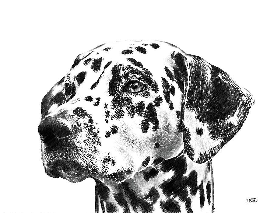 Dalmatians - DWP765138 Drawing by Dean Wittle