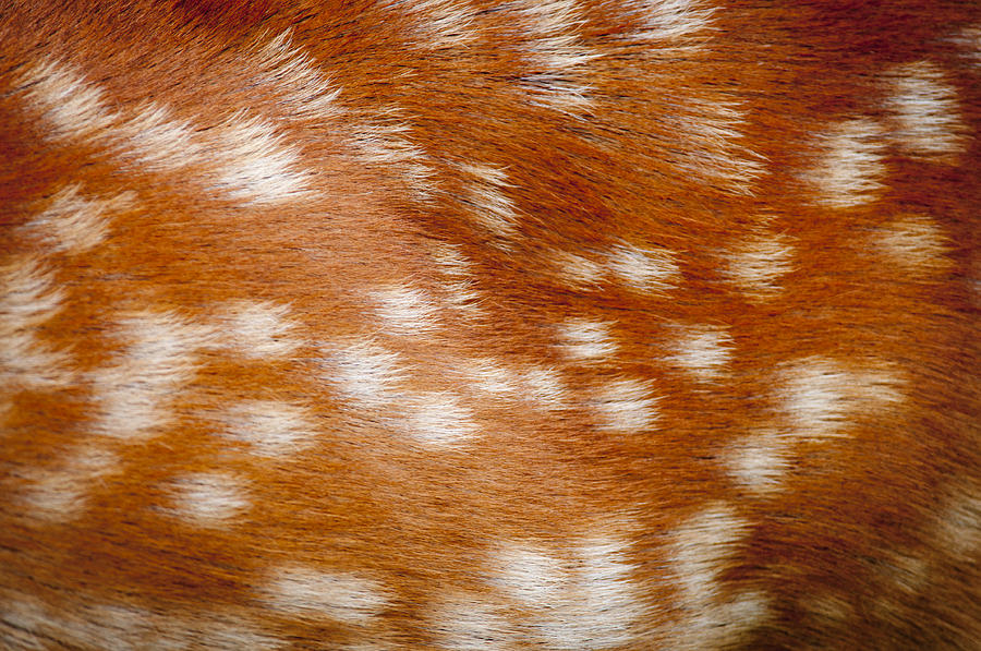 Deer Photograph - DAMA DAMA the spotted ginger animal fur of a british fallow doe deer by Andy Smy