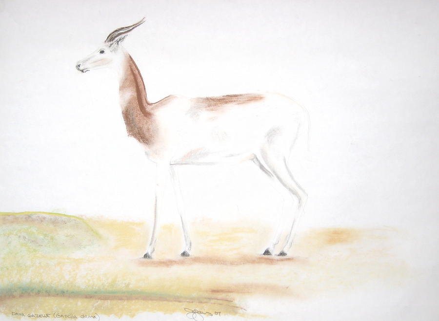 Dama Gazelle Drawing by Darkest Artist