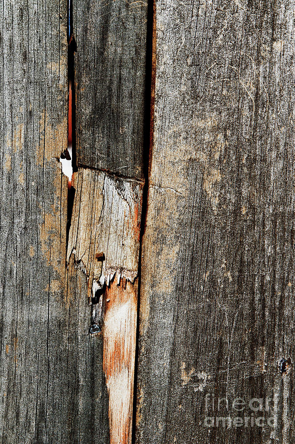 Damaged fence Photograph by Tom Gowanlock