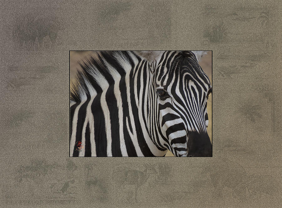 Damara Digital Art - Damara Zebra by Patricia Whitaker Damara Digital Art - Damara Zebra by Patricia Whitaker