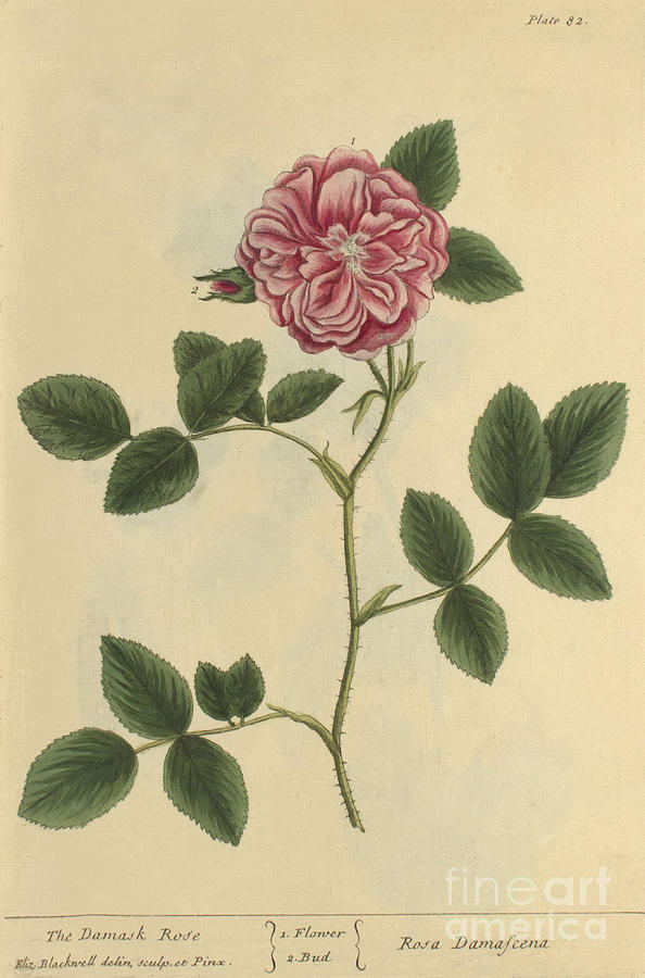 Damask Rose, Medicinal Plant, 1737 Photograph by Science Source