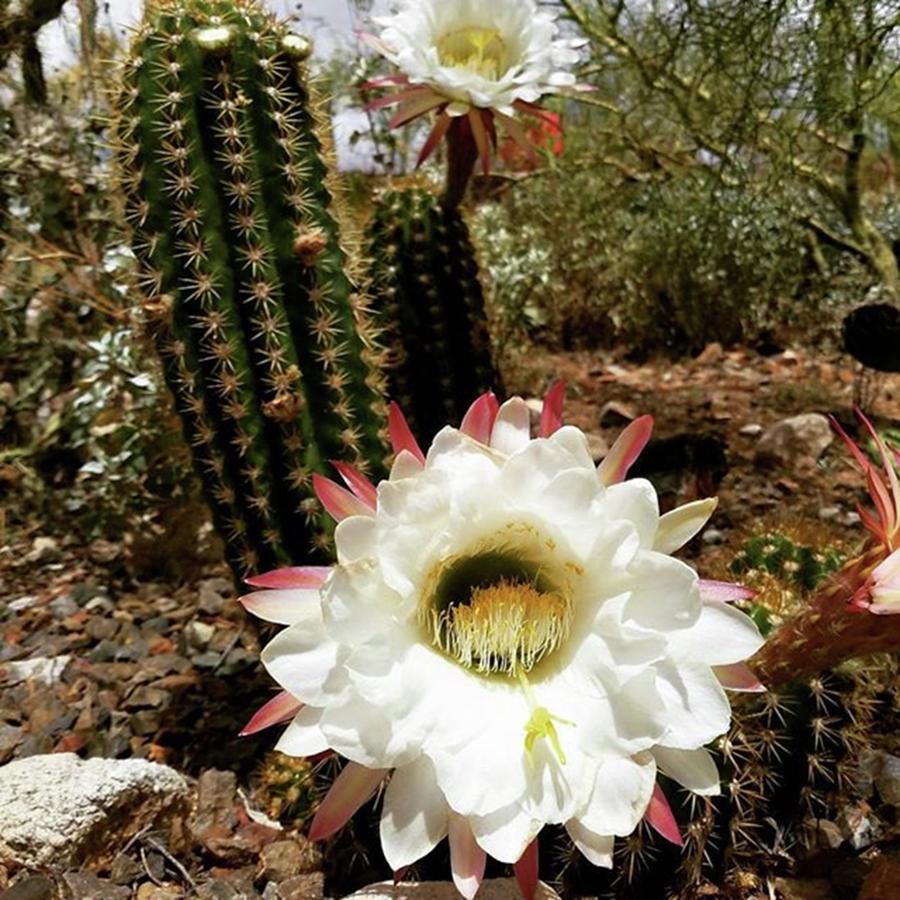 Tucson Photograph - Dammit I Love Cactus Flowers! 
#cactus by Sarah Marie