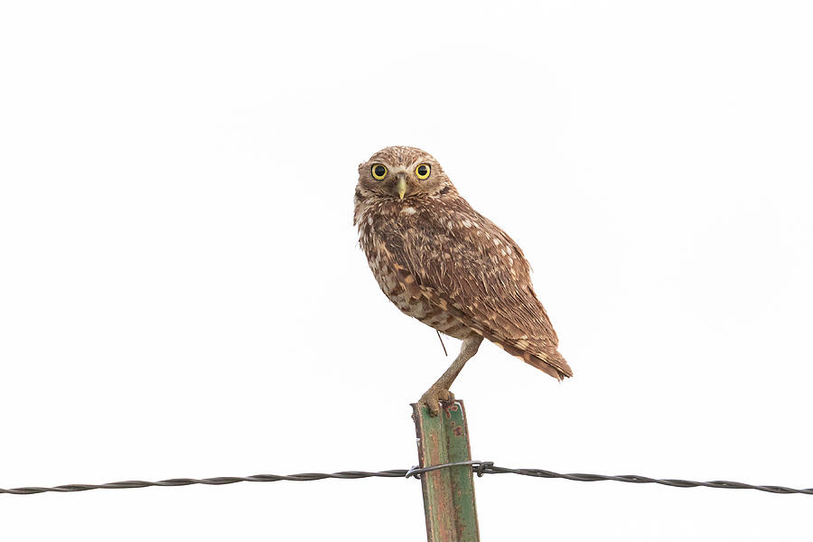 Damp Burrowing Owl with Big Eyes Photograph by Tony Hake