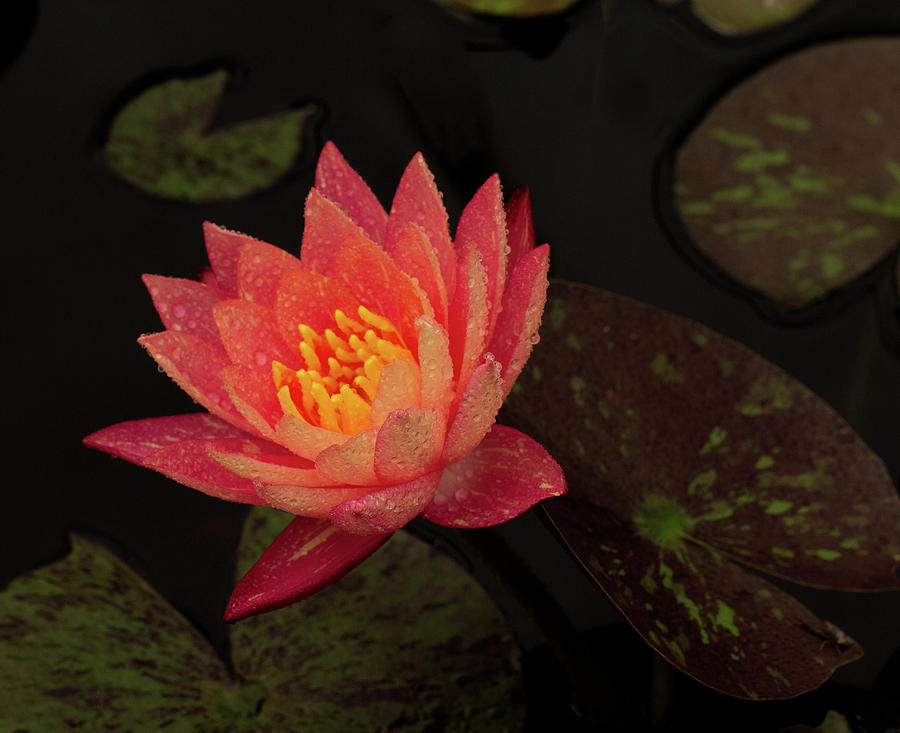 Damp Waterlily Photograph by Jean Noren